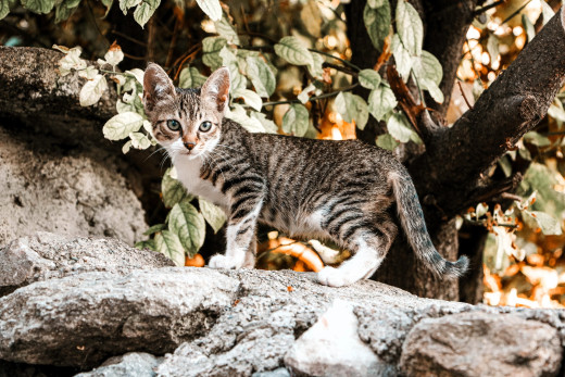 �1758284 �������(a): ����������:1920x1280